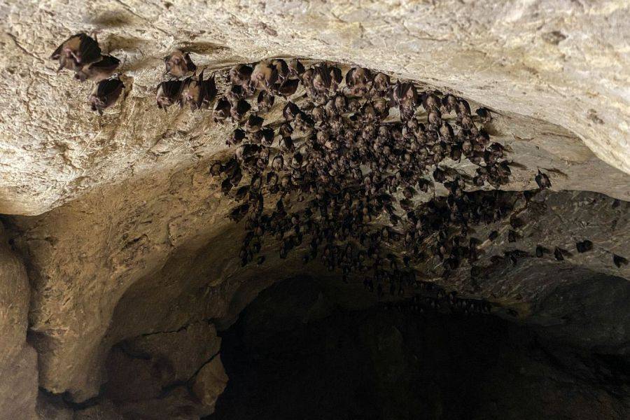 Anagami limestone cave horseshoe bats