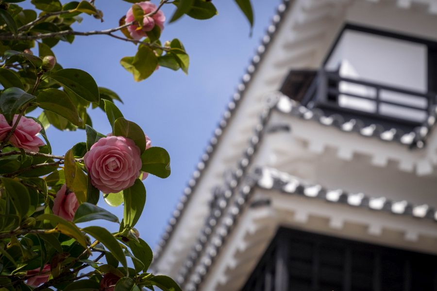 Matsuyama Castle camelia