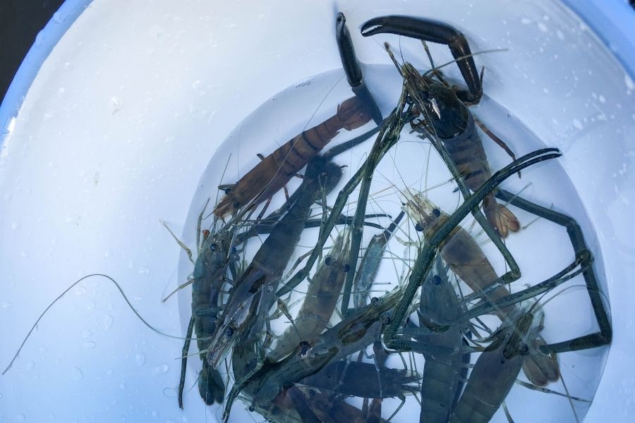 Doburoku Guesthouse Kurousagi long armed shrimp