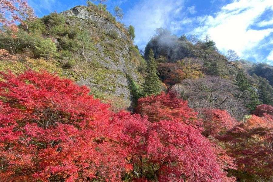 Furuiwaya red leaves