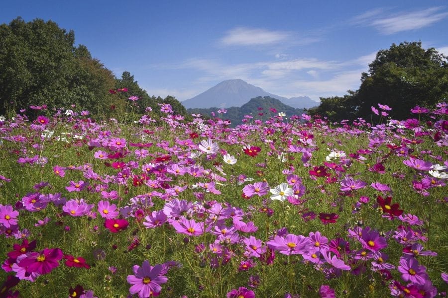 Hanakairo cosmos and Mt. Daisen scaled