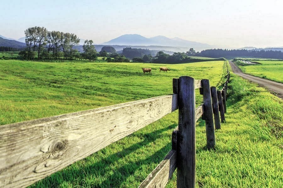 Hiruzen Highland Jersey cows and mountain peaks 1