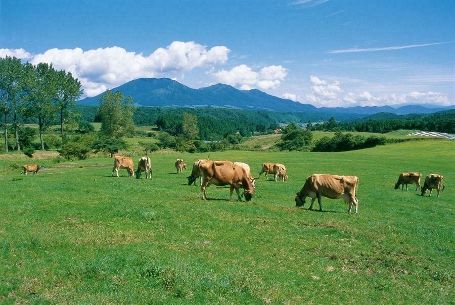 Hiruzen Highland Jersey cows and mountain peaks 2
