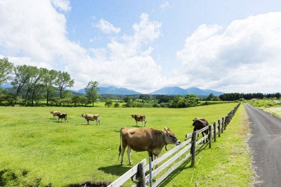 Hiruzen Highland Jersey cows and mountain peaks 3