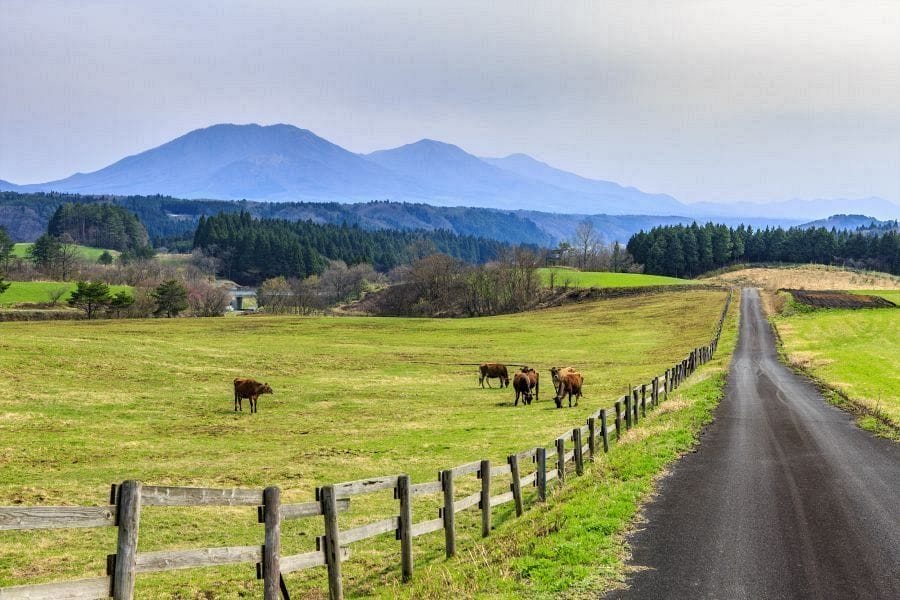 Hiruzen Highland Jersey cows and mountain peaks 4