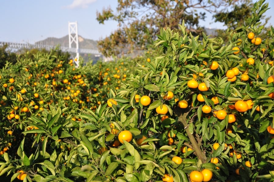 Innoshima citrus