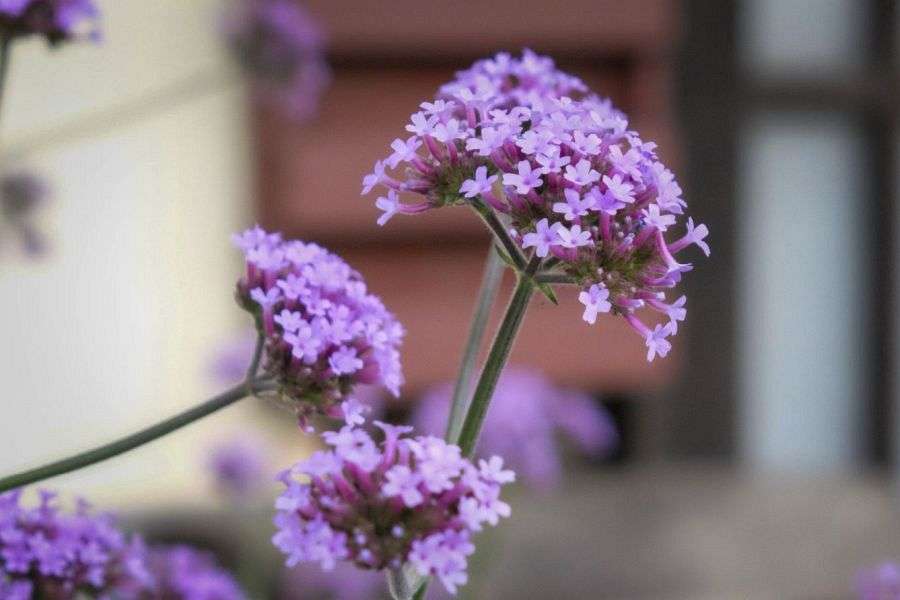 Ishidatami no Yado flowers