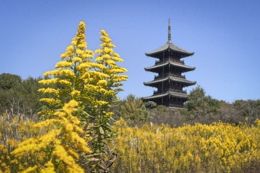 Kibiji Kokubun ji Temple pagoda and ragweed