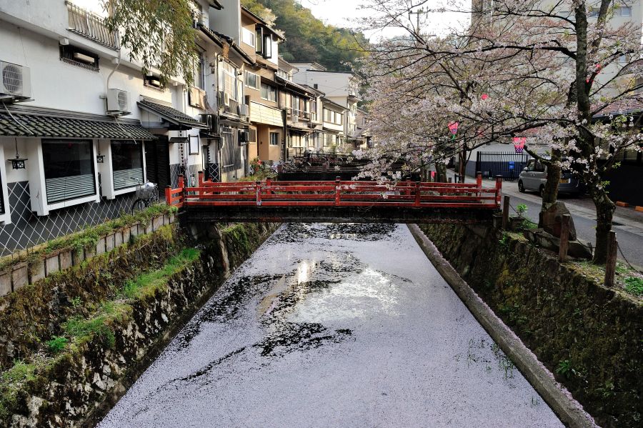 Kinosaki Onsen with sakura