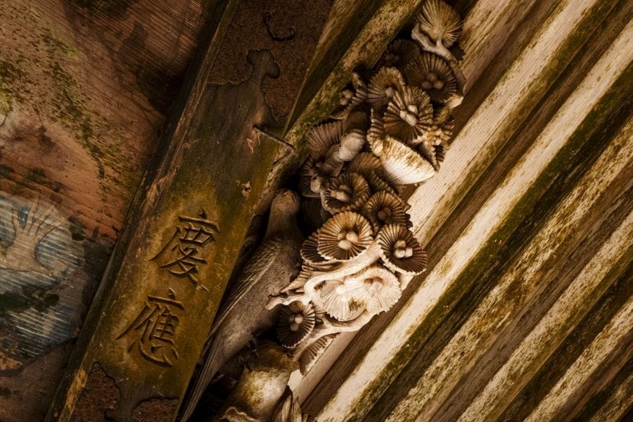 Konomine Shrine roof detail