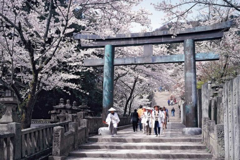 Konpira Shrine cherry blossom