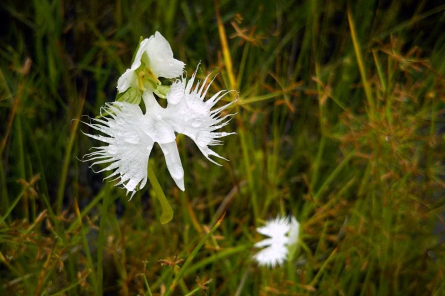 Kurozo Wetland flower