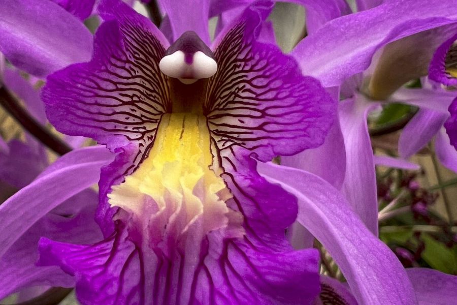 Makino Botanical Garden purple orchid