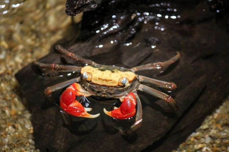 Matsuno Osakanakan crab