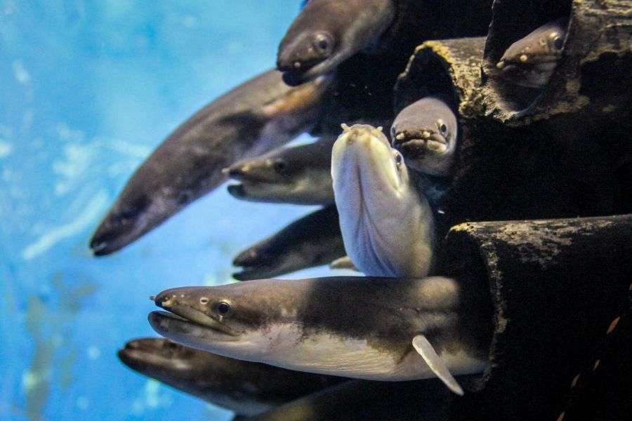 Matsuno Osakanakan eels