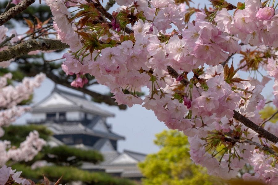Matsuyama-Castle-keep-cherry-blossom