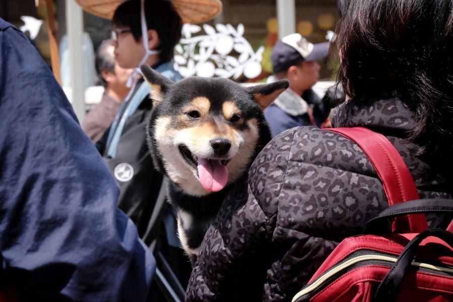 Matsuyama Spring Festival daimyo gyoretsu shibainu
