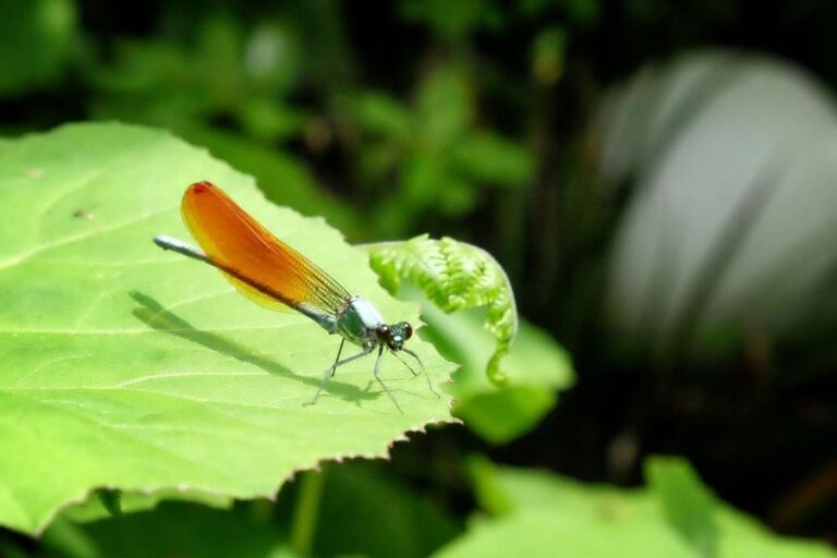 Monobe River damselfly