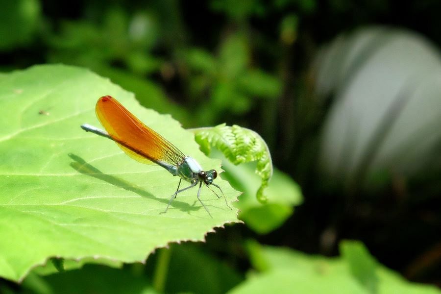 Monobe River damselfly
