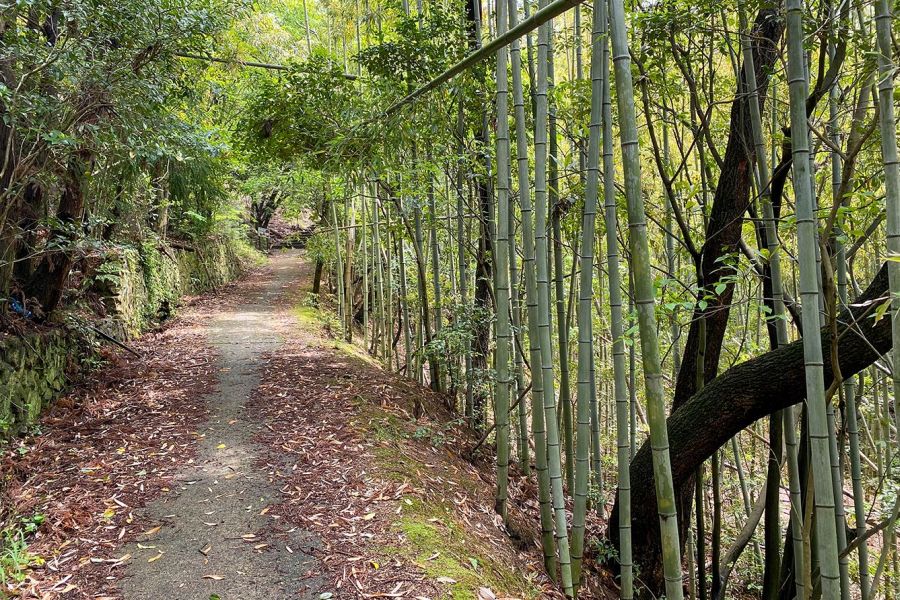 Mt. Washigato forest trail