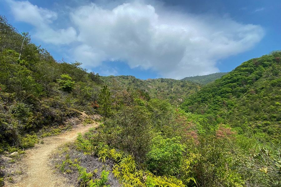 Mt. Washigato pine scrub