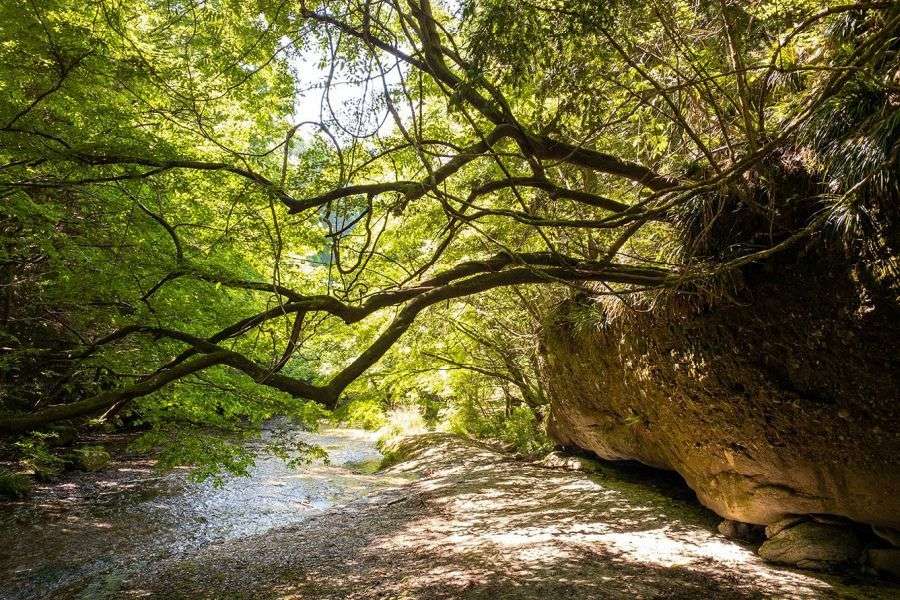 Namekawa Gorge sideways tree
