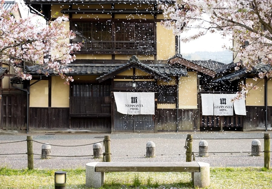 Nipponia Ozu with cherry blossom