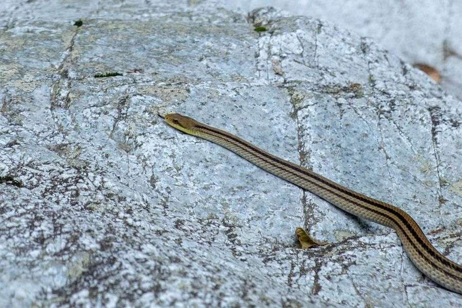 Okudogo Wakigafuchi striped rat snake