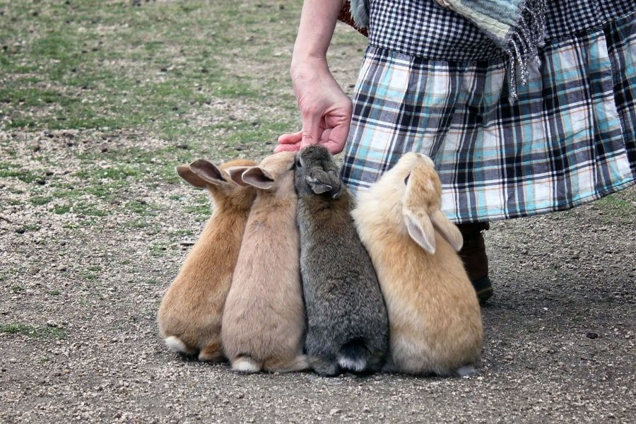 Okunoshima rabbit feeding