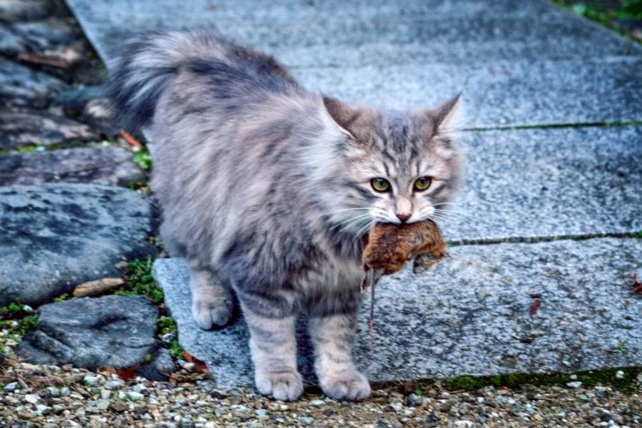 Omatsu Gaigongen Shrine kitten and mouse