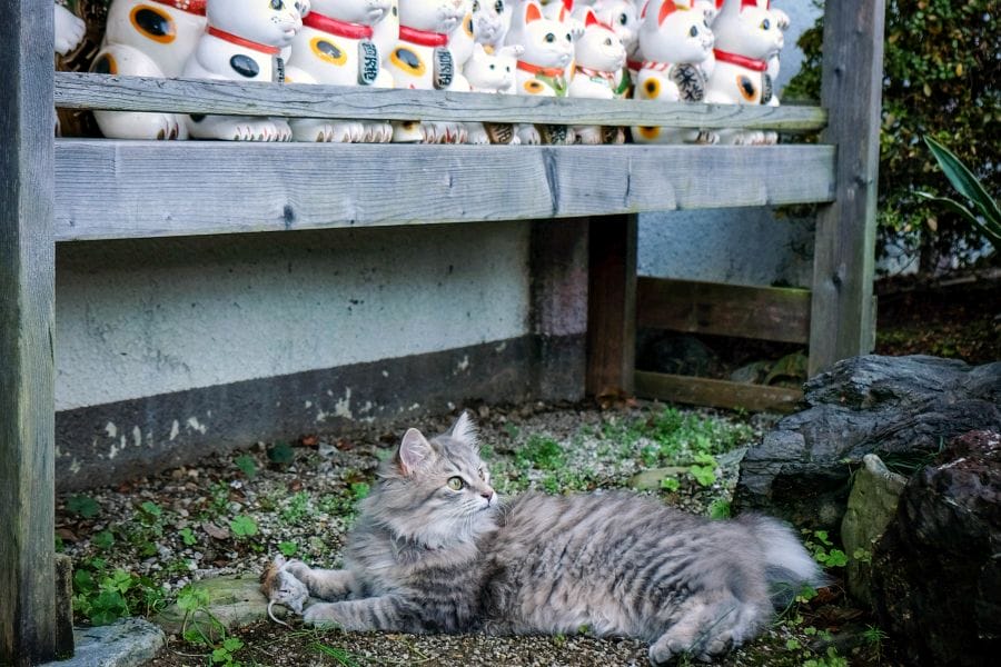 Omatsu Gaigongen Shrine kitten