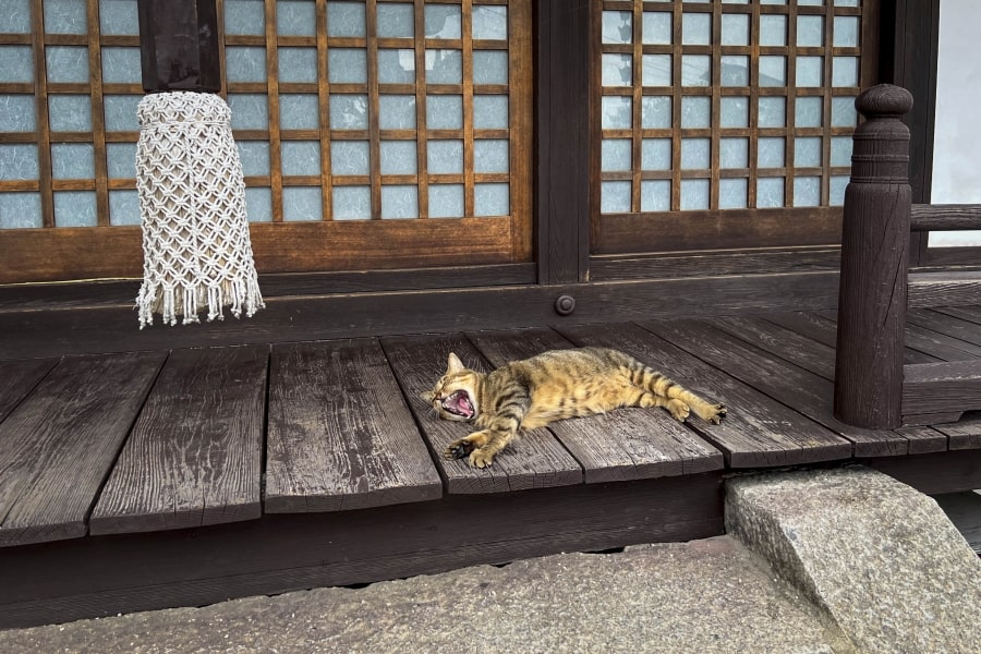 Onomichi Myosen-ji Temple cat lying