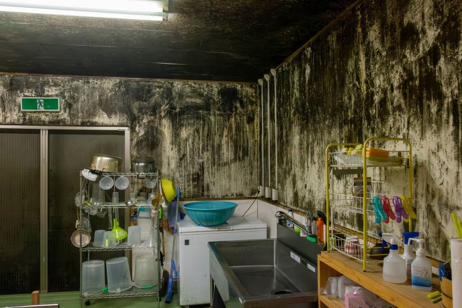 Reihoku Motoyama distillery mouldy walls