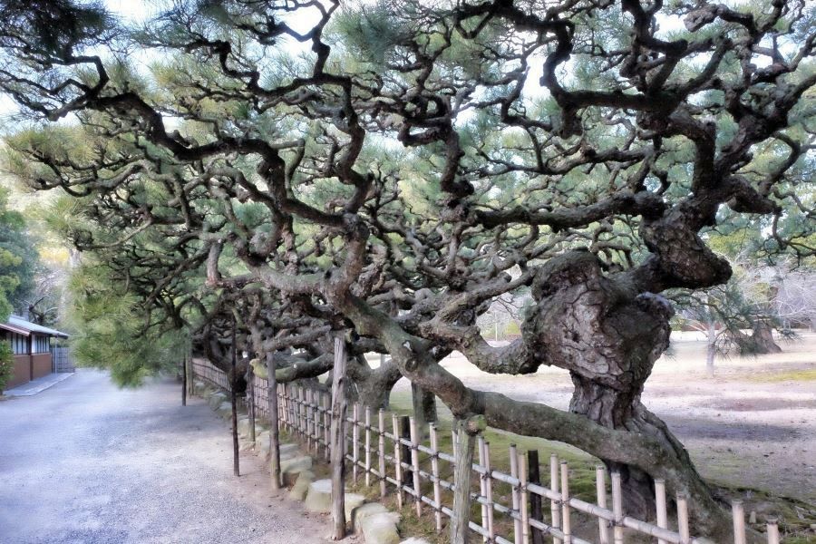 Ritsurin Garden gnarled pines
