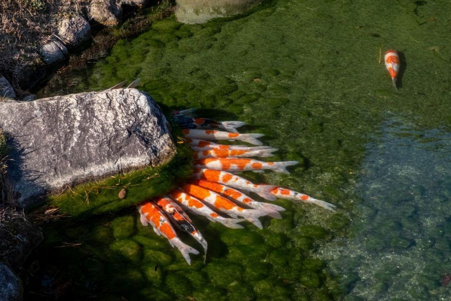 Ritsurin Garden koi carp
