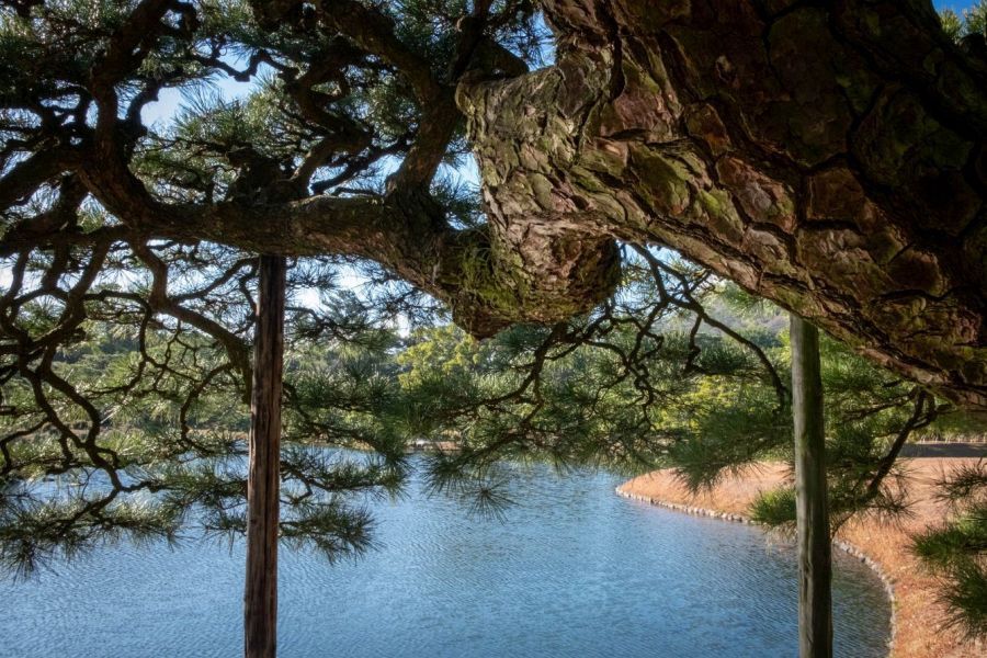 Ritsurin Garden lake and pine