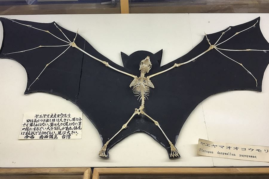 Ryugado Caves bat