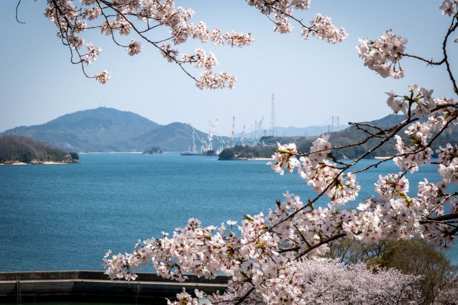 Sagi Island cherry blossom and shipyard