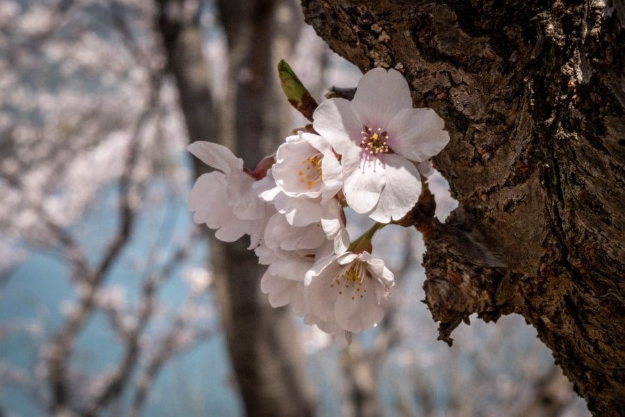 Sagi Island cherry blossom detail