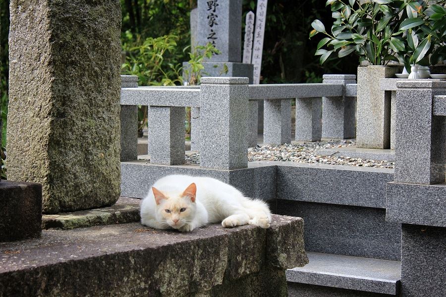 Sagidani Graveyard Dogo