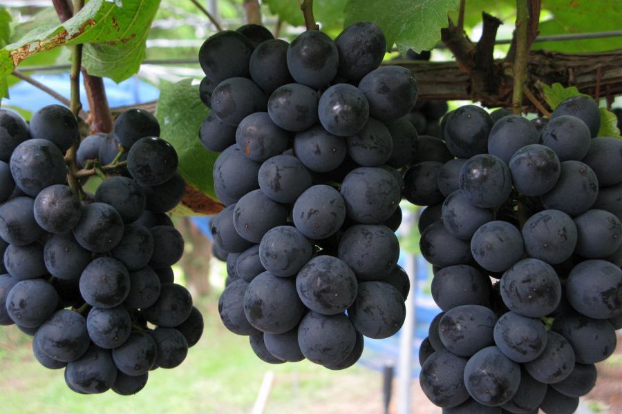 Sera Highland black grapes