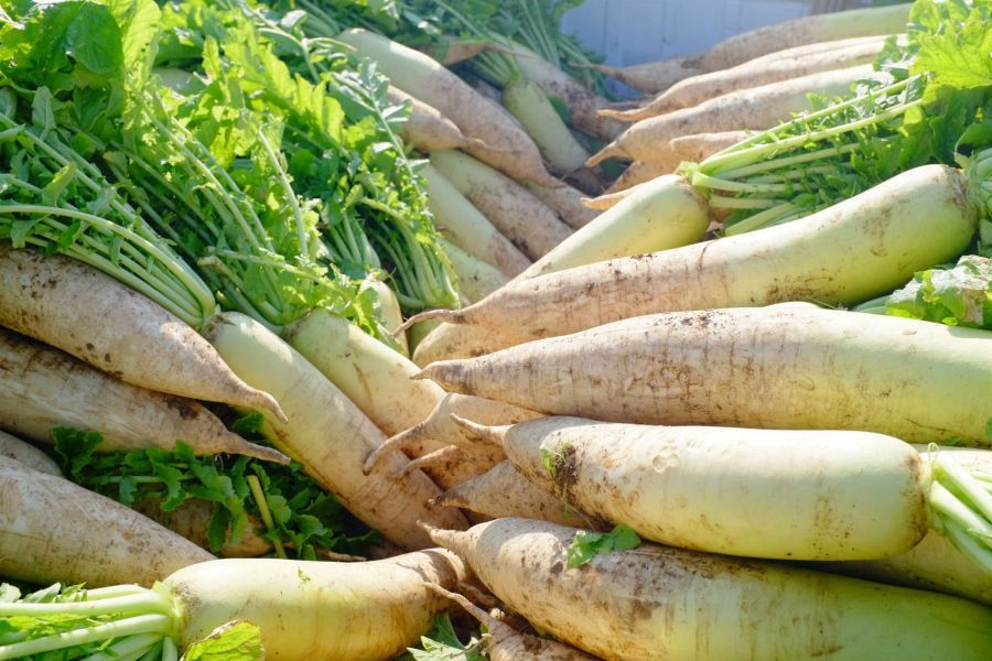 Sera Highland daikon