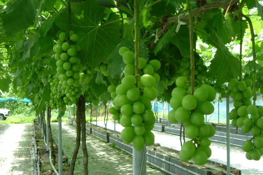 Sera Highland green grapes