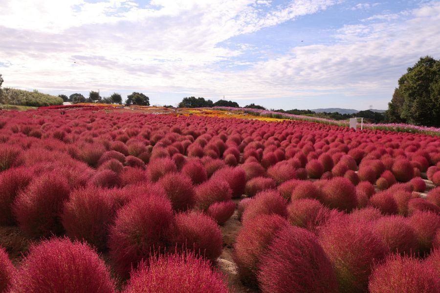 Sera Highland red shrub