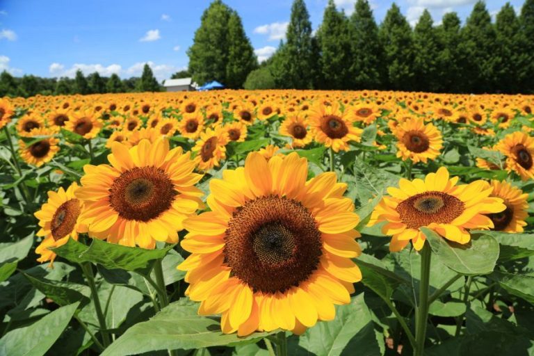 Sera Highland sunflowers