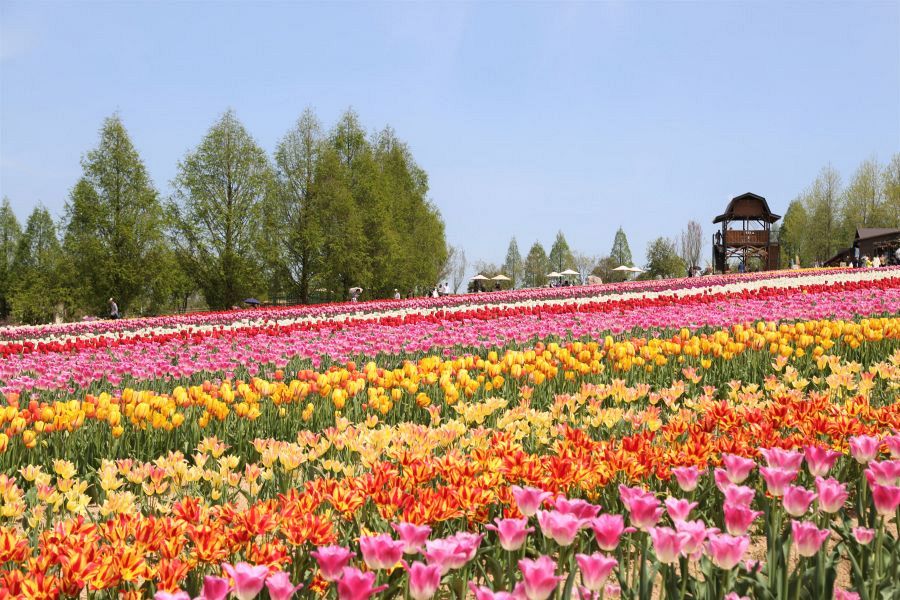 Sera Highland tulips