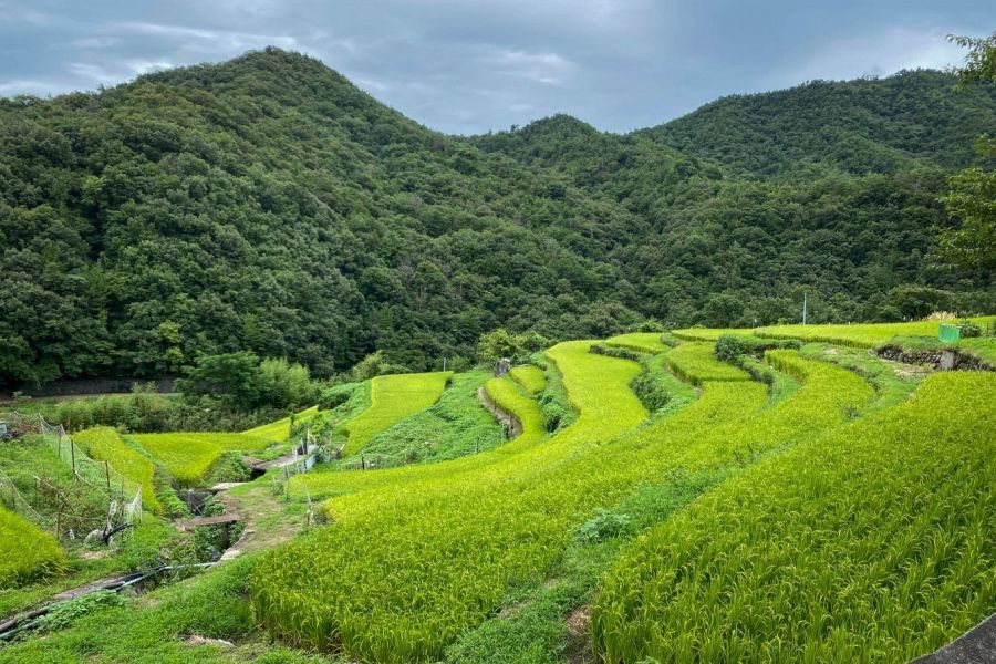 Shodoshima rice fields