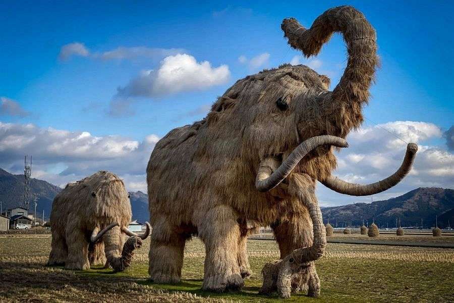 Straw mammoths in Uwa Seiyo