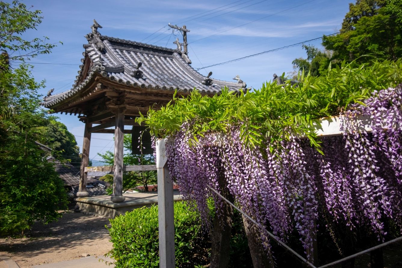 T11 Fujiidera Temple belfry and wisteria