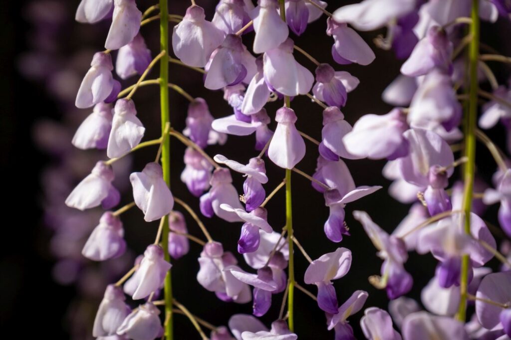 T11 Fujiidera Temple wisteria detail